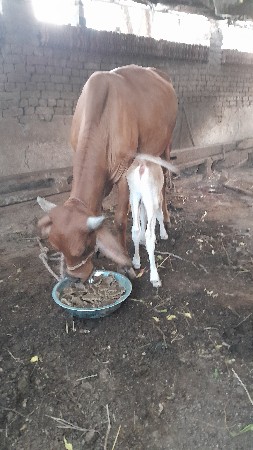 ગાય