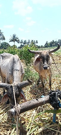 બણધ