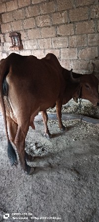 Gay vesavanise bijuvetar