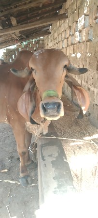 હોળકી વેચવાની છે