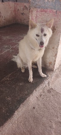 એક વરસ દિવસ