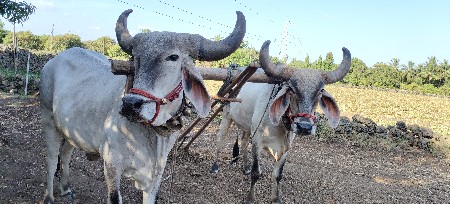 ગોઢલા વેચવાના છે