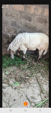 🐑🐏🐏3 ઘેટાં વેચવાના છે 🐏🐏🐑