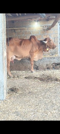 ગીર ગાય વેચવાની છે