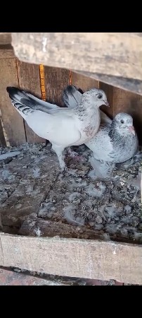 કબુતર વેચવાના છે