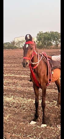 ghodi