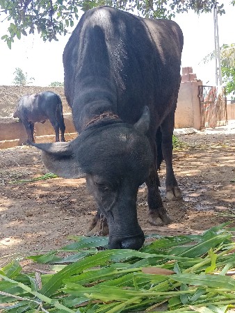 2દાતેખડલીવેસવાનીસે