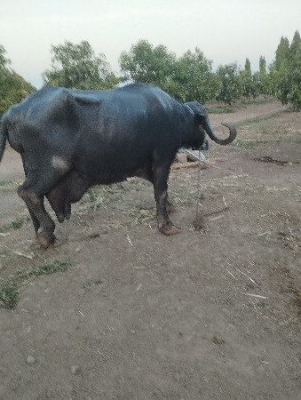 ભેસ વેચવાની છે 5 વેતર ની