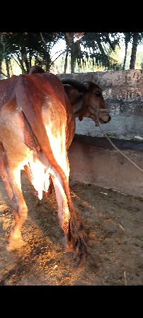 ગાય વેચવા ની છે