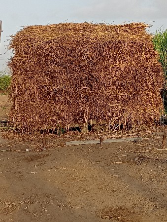 બાજરા