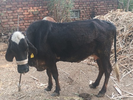 જર્સી ગાય વેચવાની છે