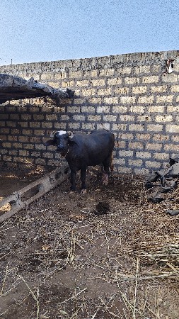 પેલું વેધર