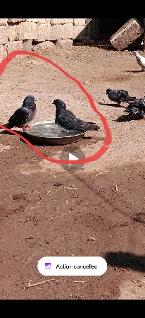 કબૂતર વેચવાના છે