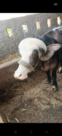 ખણેલી