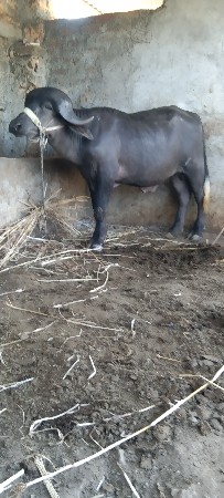 વેચાવ પાડો