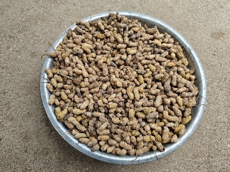 માડવી વેચવાની છે