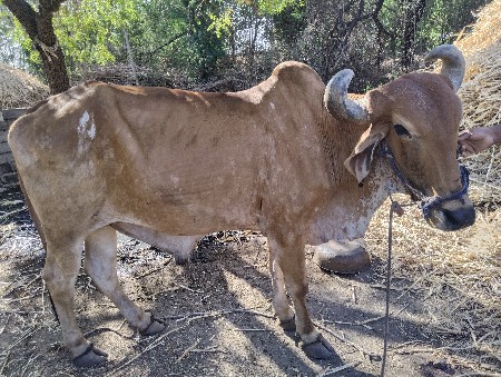 બલદ