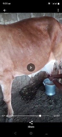 ઞાય વેશવાની છે