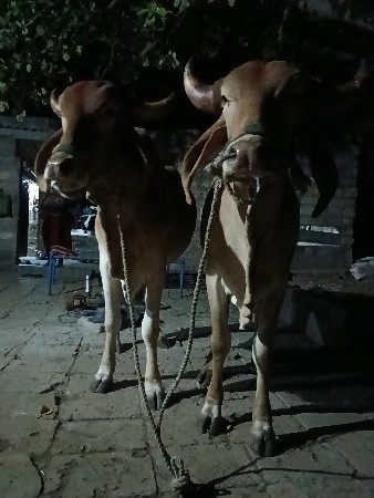 ઘોધલા વેચવા ના છે