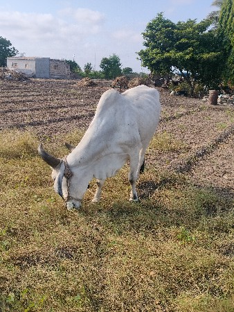 બળદ વેચવાના છે