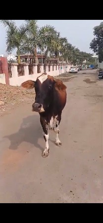 આ બાવળી ગાય વેડકી વેચવાની છે