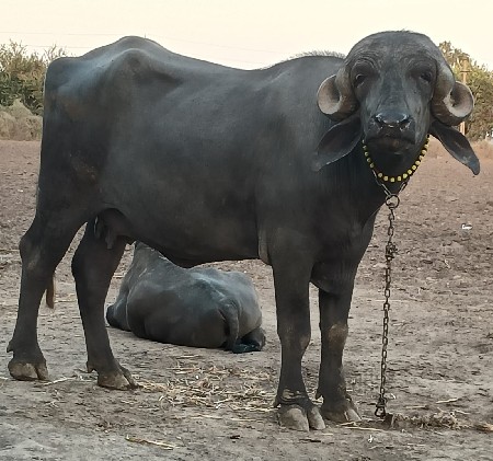 ખડેલી વેચવાની છે