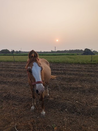 ghodi
