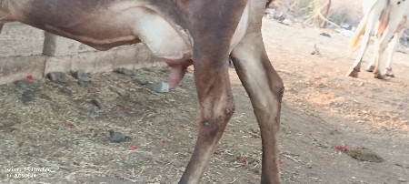તિજુ વેતર  બે ત્રણ દિવસની વાર