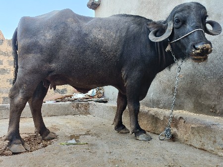 ભેંસ વેચવાની છે