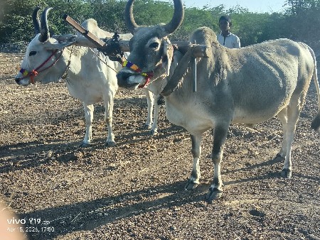25000 રૂપિયા કિંમત દેવાણીયા વિચાર