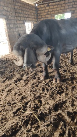 પાડો