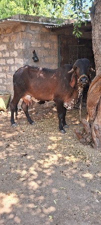 વેચવા ની