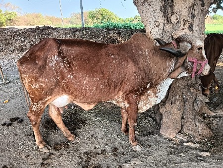 આ નંબર મા ફોન કરો 92777 57082