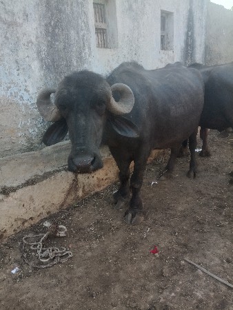 ભેંસ વેચવાની છે