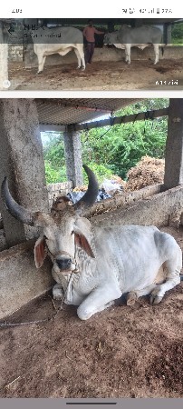 Bhatat