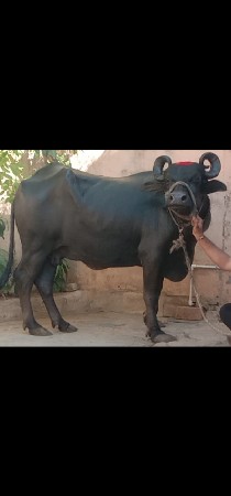 ભેંસ વેચવાનું છે