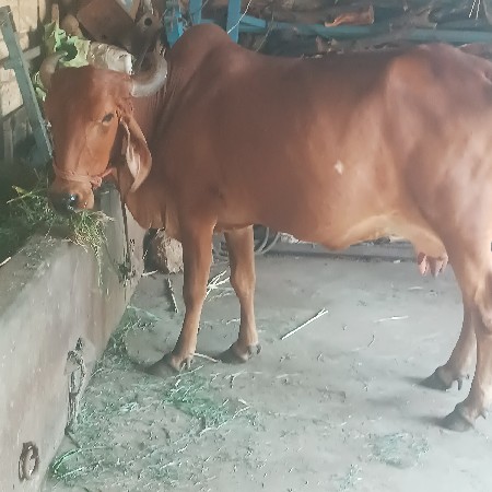 ગાય વેચવાની છે