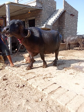 ભેંસ વેચવાની છે