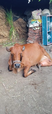 ગાય વેચવાની છે