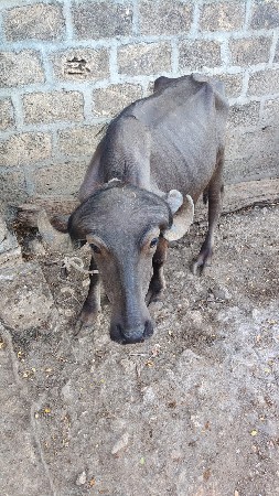 પાડી