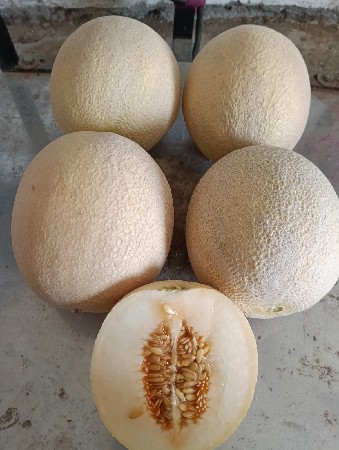 ટેટી મૃદુલા વેરાયટી (શક્કરતેટી)