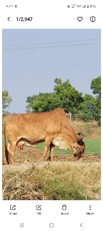 ગાય વેચવા ની છે