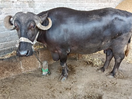 ભેશ વેચવાની છે