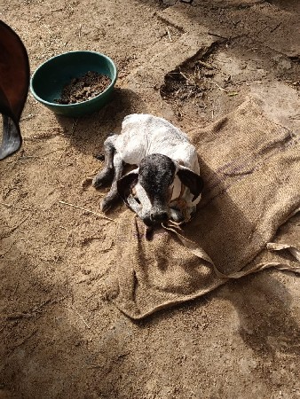 ગાય વેચવાની છે