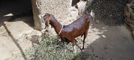 બે બકરી વેસવાની સે