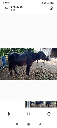ખડી વેચવાની છે