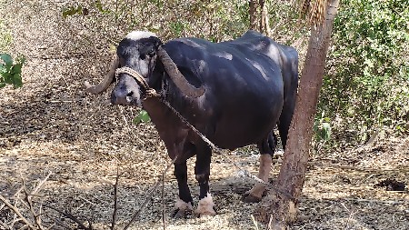 ભેંસ વેસવાની છે
