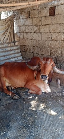 ગીર ગાય