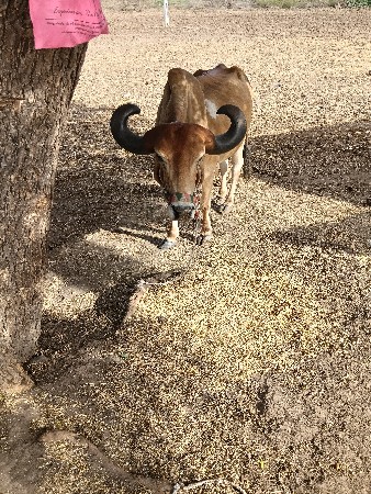 બળદ વેચવાનો છે