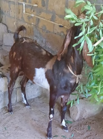 Rajsthani Bakra
